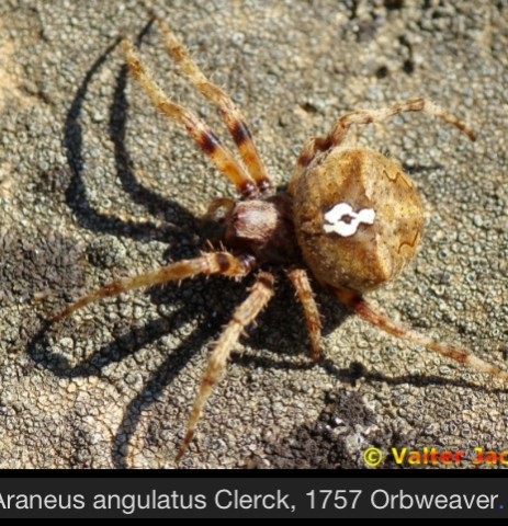 Araneus sp. (A. circe o A. angulatus) gestione uova e madre
